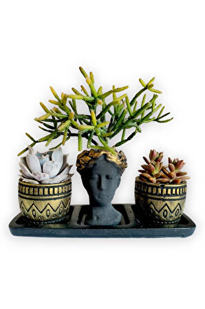 Echeveria & Rhipsalis & Sedum 3'lü Sukulent Seti | Helen Siyah & Gold Seri