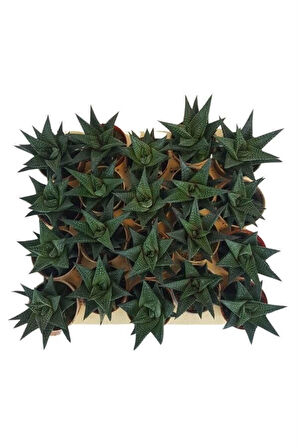 Sukulent Haworthia Limofolia x 20 ad