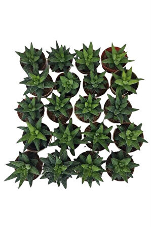 Sukulent Haworthia Pumila x 20 ad