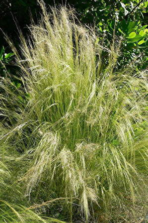 Stipa At Kuyruğu Çimi x 5 ad