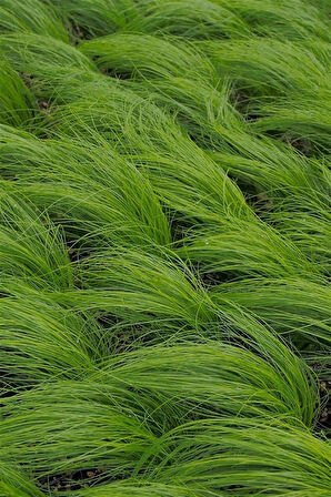 Stipa At Kuyruğu Çimi x 5 ad