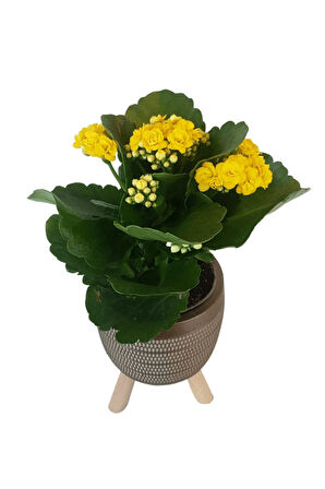 Sarı Kalanşo Gold Damla Saksıda Kalanchoe