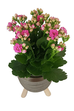 Pembe Kalanşo Gold Damla Saksıda Kalanchoe