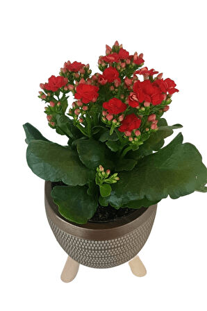 Kırmızı Kalanşo Gold Damla Saksıda Kalanchoe