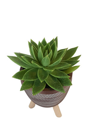 Echeveria Agavoides Kiremit Rengi Damla Saksıda