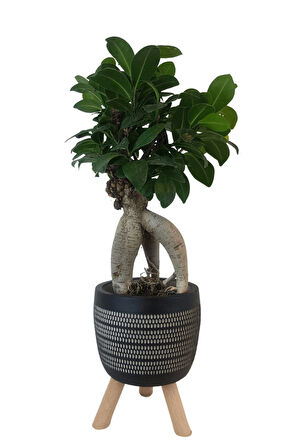 Ficus Ginseng Bonsai | Siyah Damla Saksıda