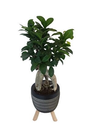 Ficus Ginseng Bonsai | Siyah Damla Saksıda