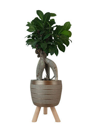 Ficus Ginseng Bonsai | Gold Damla Saksıda