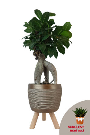 Ficus Ginseng Bonsai | Gold Damla Saksıda