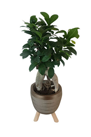 Ficus Ginseng Bonsai | Gold Damla Saksıda