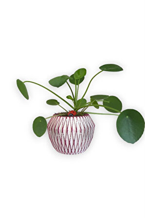 Çin Para Bitkisi | Mini Pilea | Pembe Saksıda