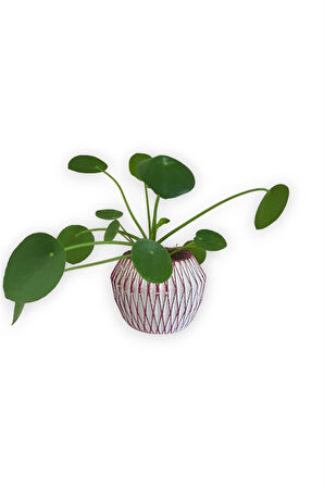 Çin Para Bitkisi | Mini Pilea | Pembe Saksıda