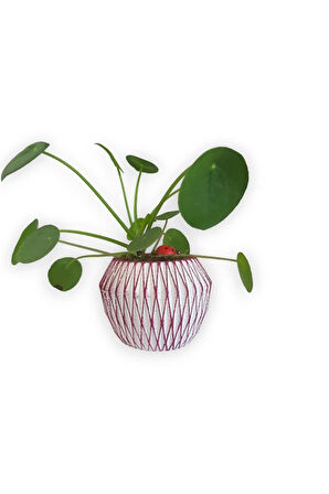 Çin Para Bitkisi | Mini Pilea | Pembe Saksıda