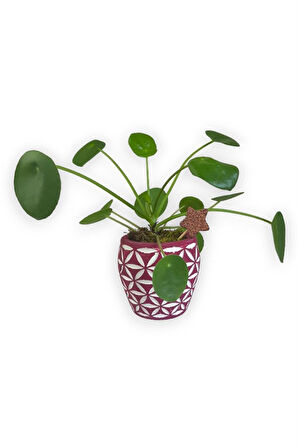 Çin Para Bitkisi | Mini Pilea | Pembe Desenli Saksıda