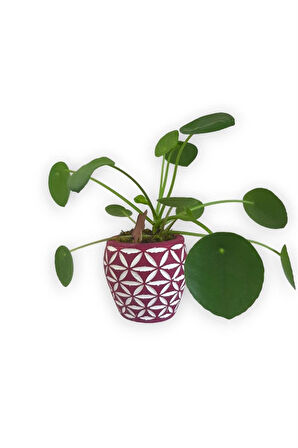 Çin Para Bitkisi | Mini Pilea | Pembe Desenli Saksıda