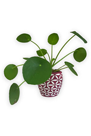 Çin Para Bitkisi | Mini Pilea | Pembe Desenli Saksıda