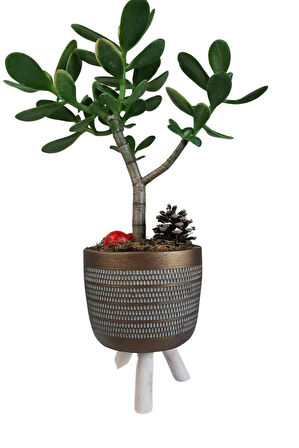 Sukulent Crassula Ovata | Ayaklı Gold Sakıda