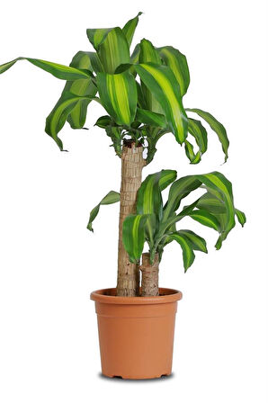 Dracaena Massangeana (2 kök-100 cm)