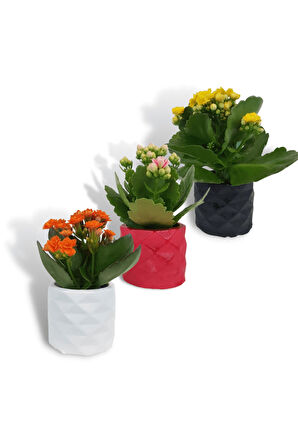 Kalanchoe 3'lü Set | Dekoratif Saksıda