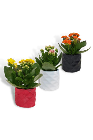 Kalanchoe 3'lü Set | Dekoratif Saksıda