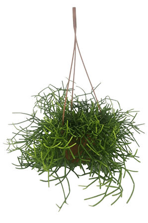 Rhipsalis Cereuscula | Askılı Saksıda