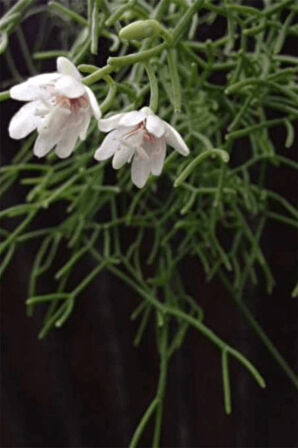 Rhipsalis Cereuscula | Askılı Saksıda