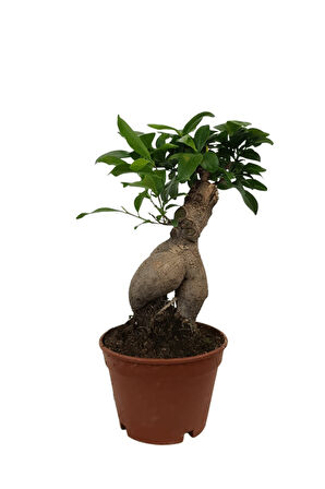 Ficus Ginseng Bonsai