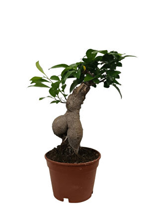 Ficus Ginseng Bonsai