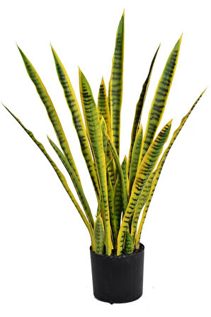 Paşa Kılıcı | Peygamber Kılıcı | Sansevieria