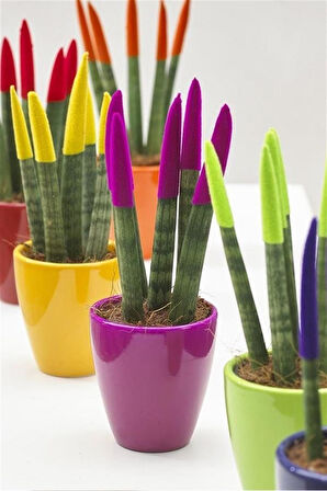 Dekoratif Renkli Paşa Kılıcı | Sansevieria Cylindrical