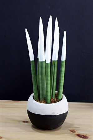 Dekoratif Renkli Paşa Kılıcı | Sansevieria Cylindrical