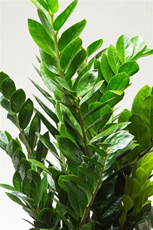 Zamia Bitkisi