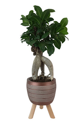 Ficus Ginseng Bonsai | Kiremit Rengi Damla Saksıda