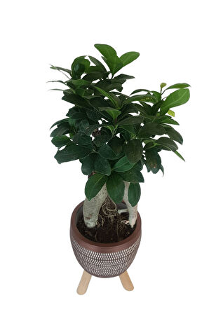 Ficus Ginseng Bonsai | Kiremit Rengi Damla Saksıda