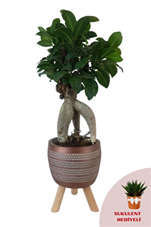 Ficus Ginseng Bonsai | Kiremit Rengi Damla Saksıda