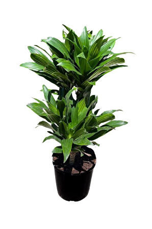 Dracaena Deremensis Compacta 2 gövdeli