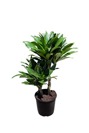 Dracaena Deremensis Compacta 2 gövdeli