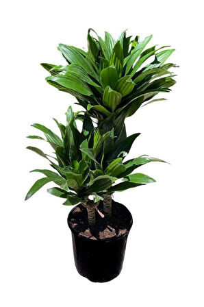 Dracaena Deremensis Compacta 2 gövdeli