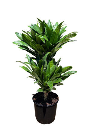 Dracaena Deremensis Compacta 2 gövdeli