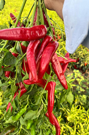 Ev Yapımı Gaziantep Acı + Tatlı Karışık Biber Salçası – %100 Doğal, Güneşte Kurutulmuş El Yapımı Salça, 1 Kg