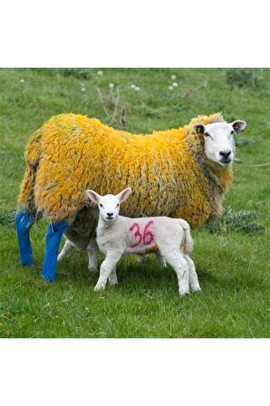 Top Marker Koyun Işaretleme Spreyi Üst Işaretleyici Mavi