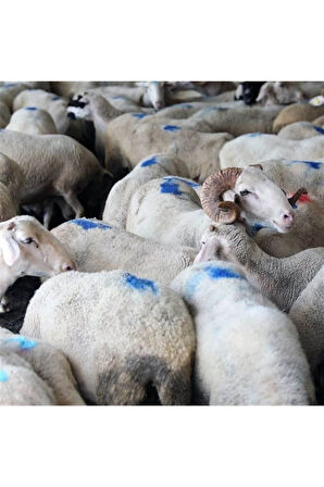 Top Marker Koyun Işaretleme Spreyi Üst Işaretleyici Mavi