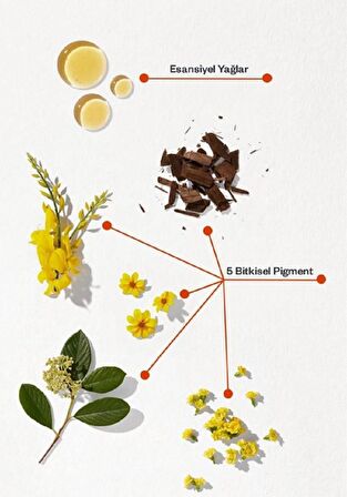 Phyto Color Saç Boyası - 8.1 Küllü Sarı