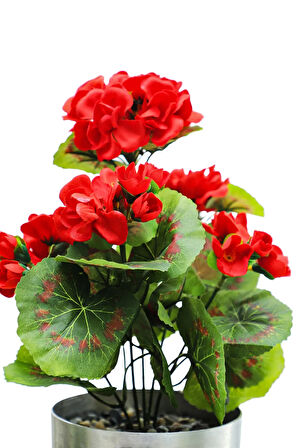 Sardunya Kırmızı 25 Cm Dekoratif Bitki 12x12 Metal Saksı