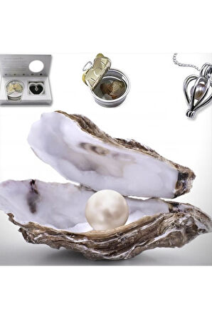 İstiridye İçinde Gerçek İnci Kolye