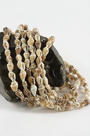 İstiridye Deniz Kabuğu 1 Dizi