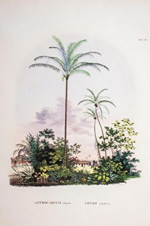 Tropical Serisi Tablo No:3