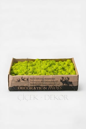Açık Yeşil Şoklanmış Norveç Moss (Ren Geyiği Yosunu) 500 gr