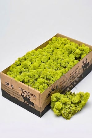 Açık Yeşil Şoklanmış Norveç Moss (Ren Geyiği Yosunu) 500 gr