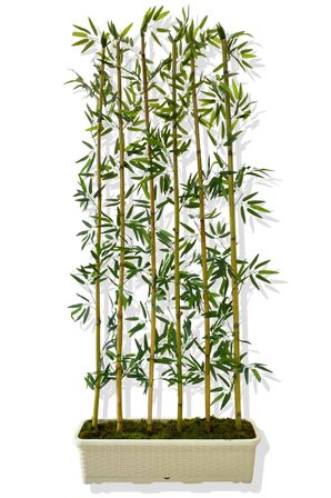 BAMBU SEPERATÖR 175 CM 6 ADET BAMBU 72 CM BEYAZ SAKSI